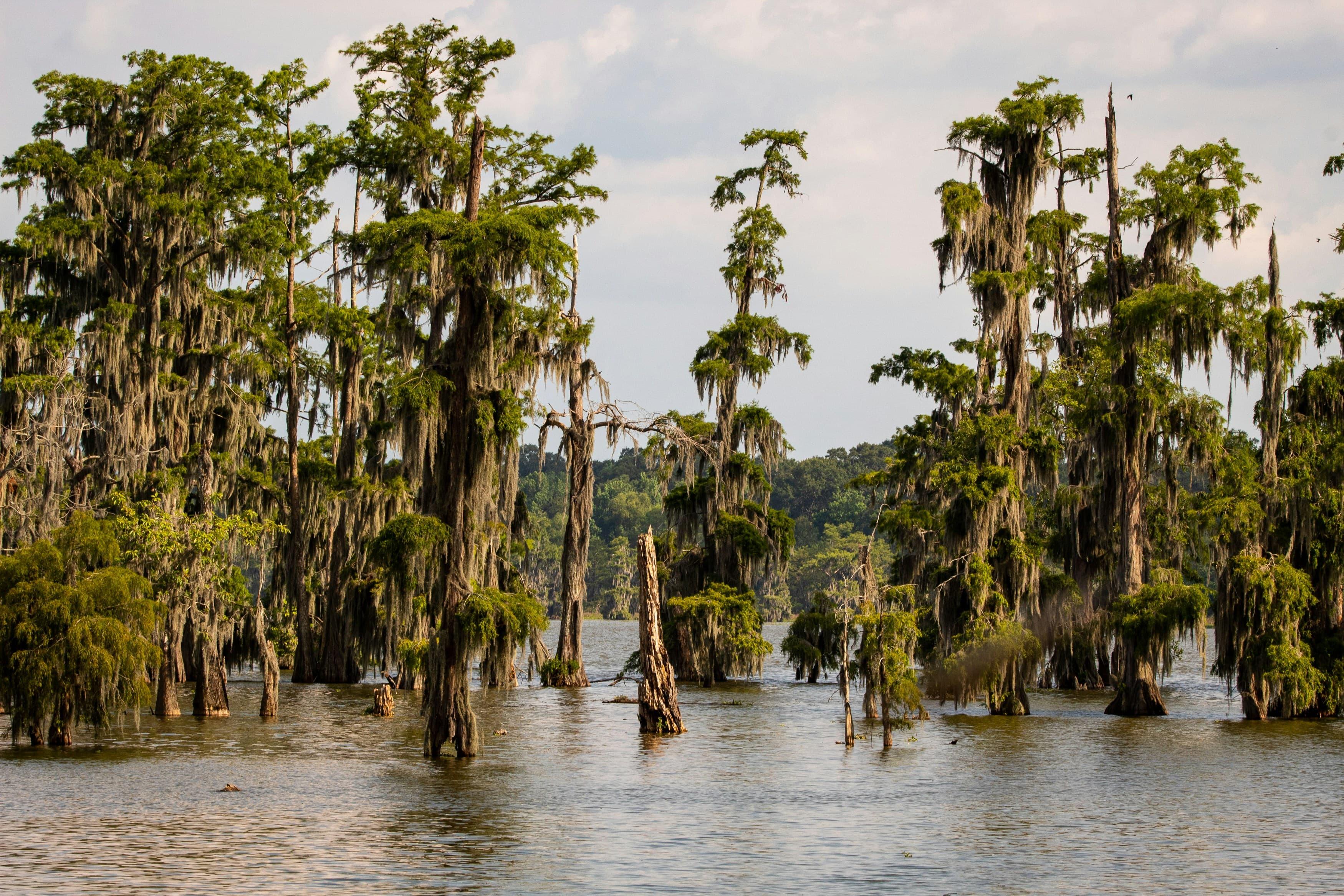 Image for Rosepine, Louisiana